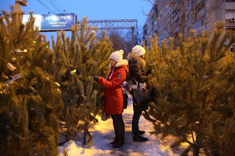 Елочные базары в Волгограде 2018 - адреса и цены, где купить елку