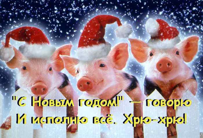 Поздравления с Новым 2019 годом Свиньи коллегам: официальные в прозе и прикольные в стихах