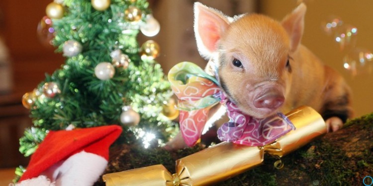 Как работаем 29 декабря: сокращённый день, нужно ли на работу 31 декабря, новогодние каникулы Россия 2018/19