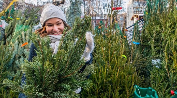 Елочные базары в Москве в 2018-2019 году: адреса Елочные базары в Москве в 2018-2019 году: адреса
