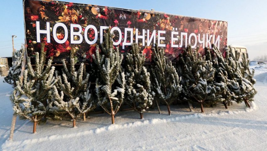 Елочные базары в Москве 2018 — когда откроют, адреса и цены