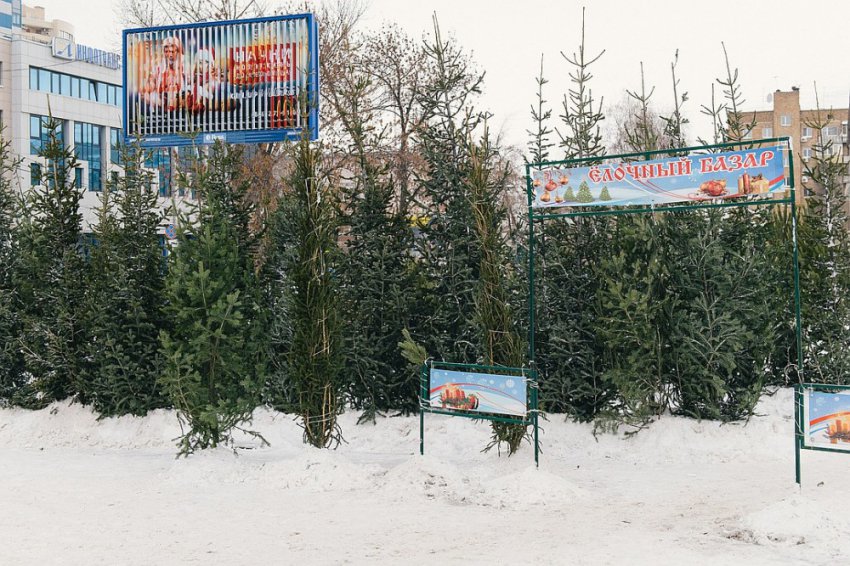 Елочные базары в Самаре 2018 - адреса и цены, где купить елку