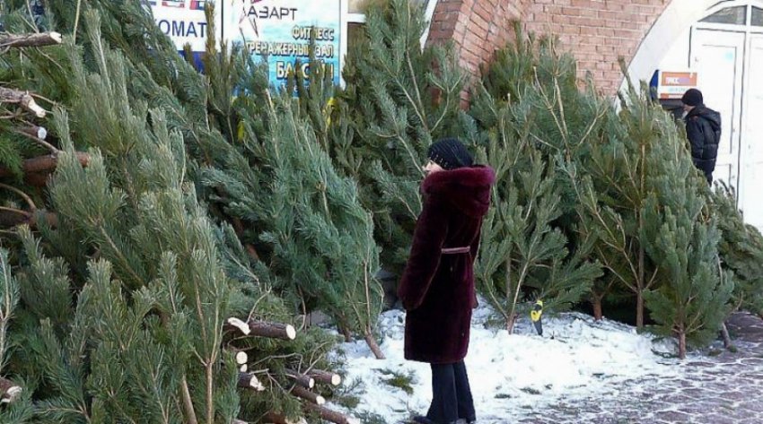 Елочные базары в Екатеринбурге 2018 - адреса и цены, где купить елку