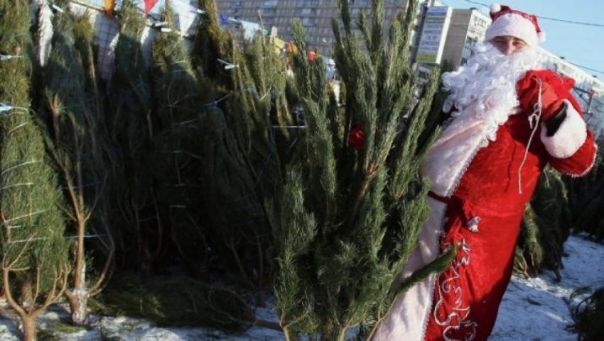 Елочные базары в Волгограде 2018 - адреса и цены, где купить елку