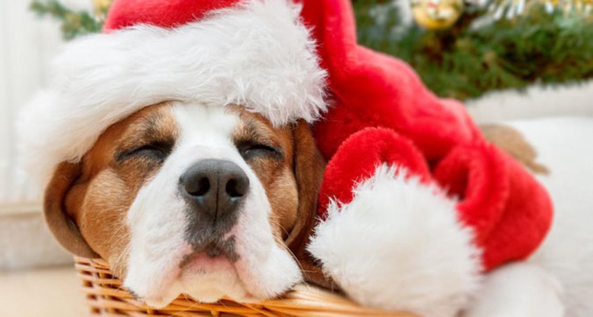 Стрелец — Гороскоп на 2019 год: полный астрологический прогноз для Стрельца на 2019, финансовый, любовный