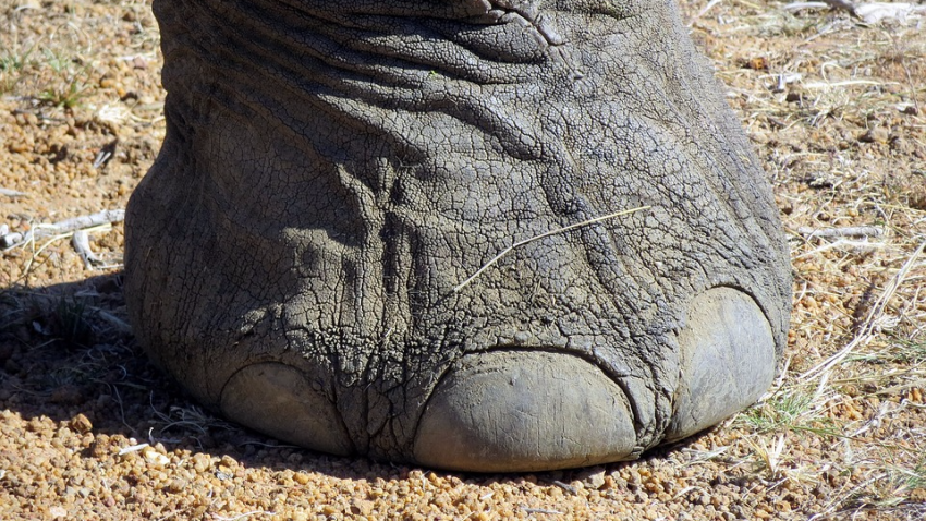 Российский ученый: очень скоро ступня человека будет похожа на слоновью