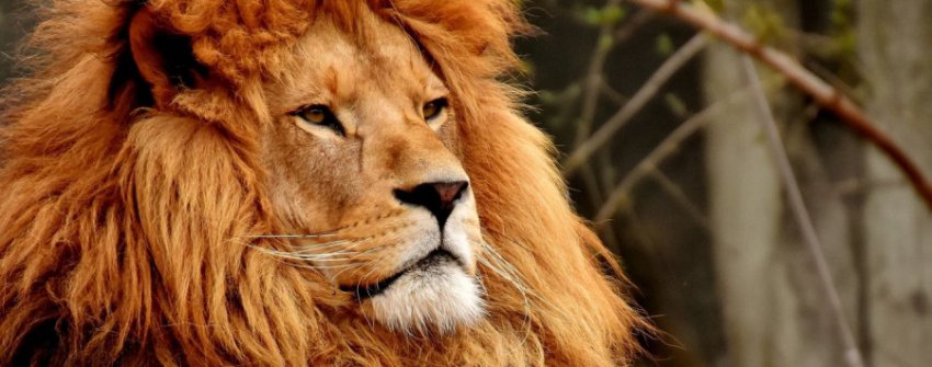 Гороскоп на 3 февраля 2019 года