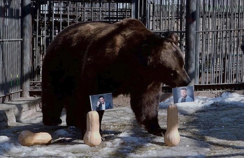 Российские медведи предсказали результаты украинских выборов Российские медведи предсказали результаты украинских выборов