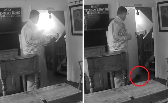 На видео засняли как гигантские изоподы пожирают аллигатора