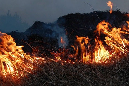 Штраф за поджог травы в 2019 году