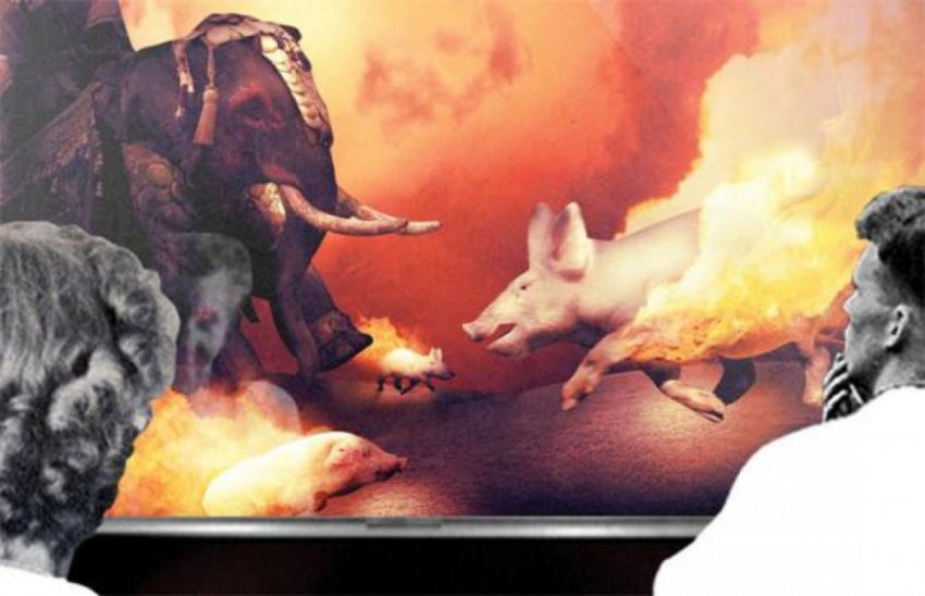 В бой идут домашние питомцы: самые активные участники боевых действий