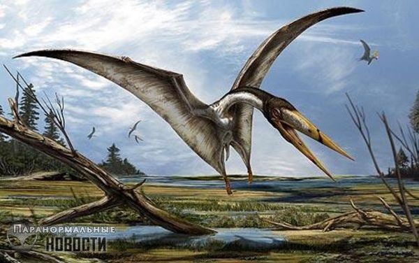 Странная история об огромном птерозавре из Тумстоуна