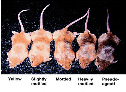 Эпигенетика: невидимый генетический отпечаток Эпигенетика: невидимый генетический отпечаток