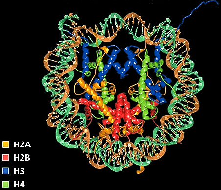 Эпигенетика: невидимый генетический отпечаток Эпигенетика: невидимый генетический отпечаток