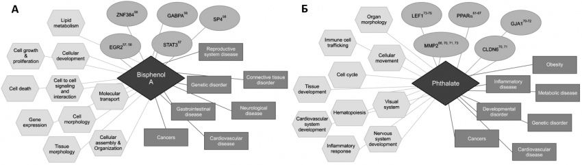 Эпигенетика: невидимый генетический отпечаток