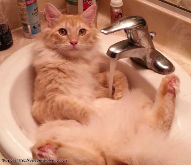 8 фото кота Масуки, который прославился в Сети благодаря любви к воде