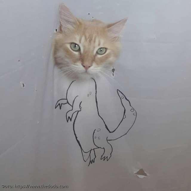8 фото кота Масуки, который прославился в Сети благодаря любви к воде