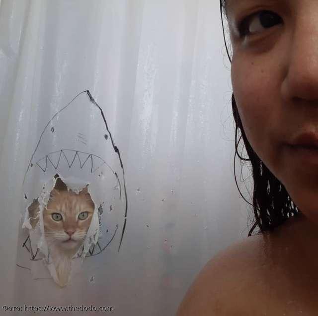 8 фото кота Масуки, который прославился в Сети благодаря любви к воде