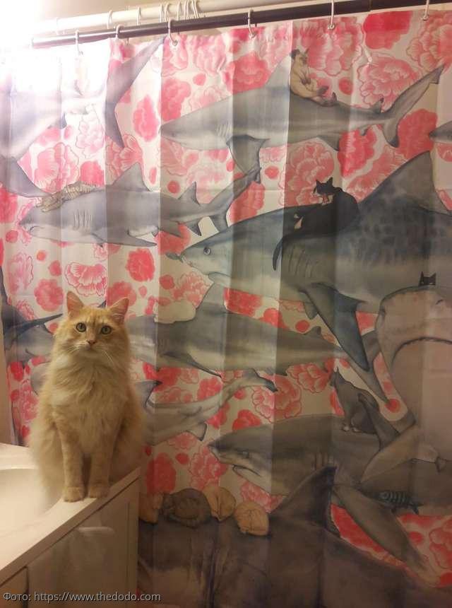 8 фото кота Масуки, который прославился в Сети благодаря любви к воде