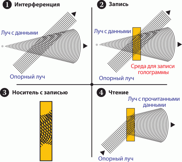 Сокровищница памяти: где хранятся воспоминания живых существ?