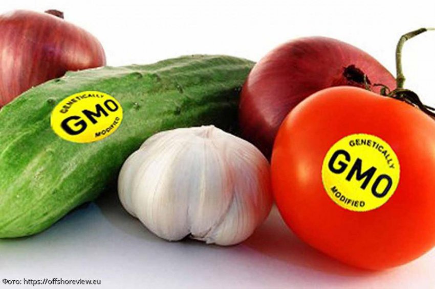 Все, что нужно знать о ГМО и ГМ-продуктах