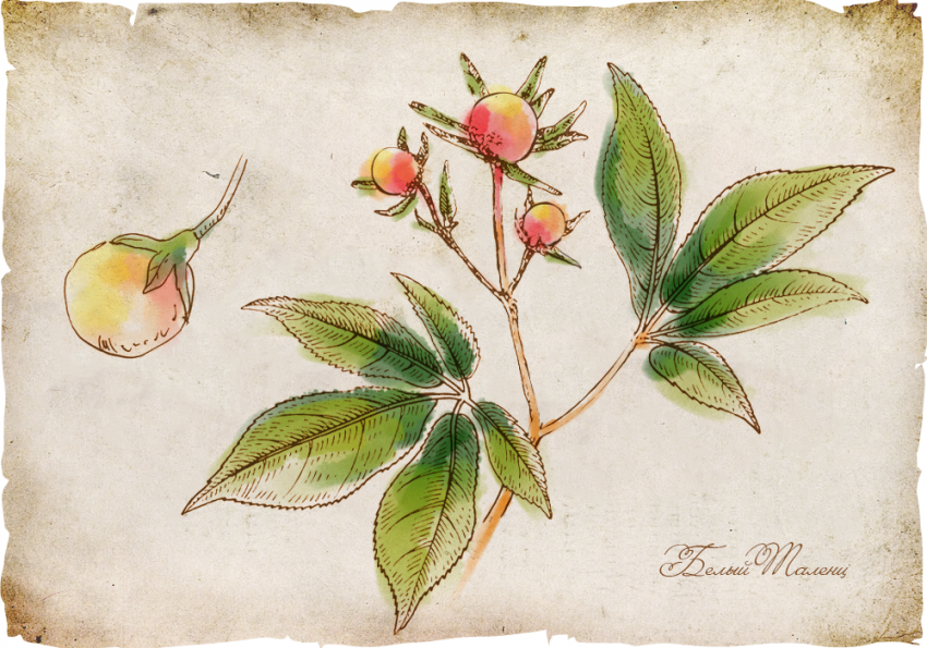 История магических трав славян с древнейших времен