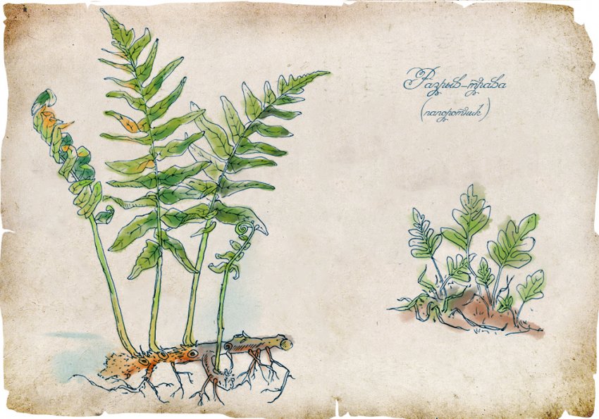 История магических трав славян с древнейших времен