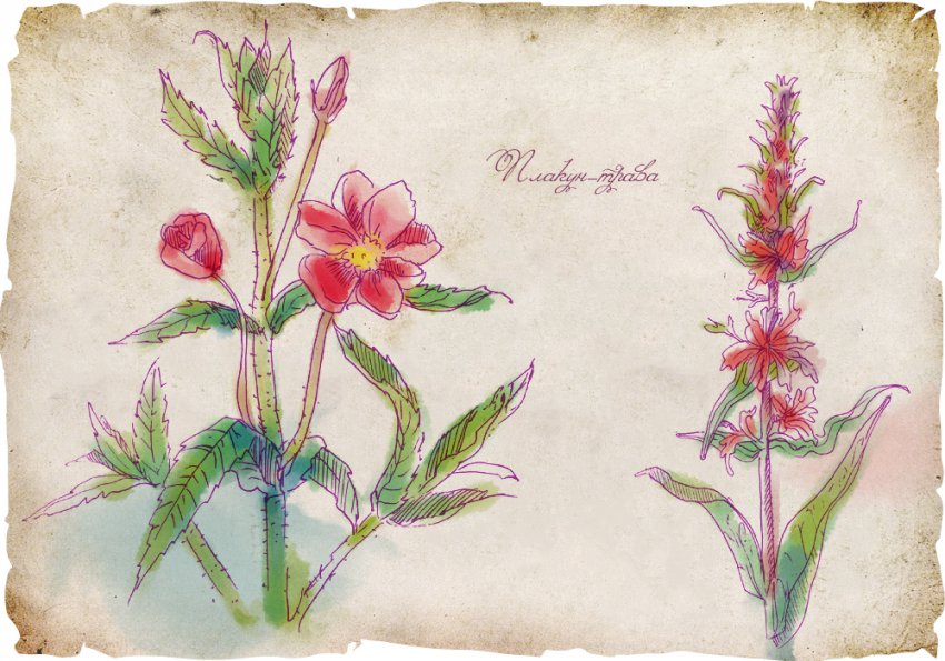 История магических трав славян с древнейших времен