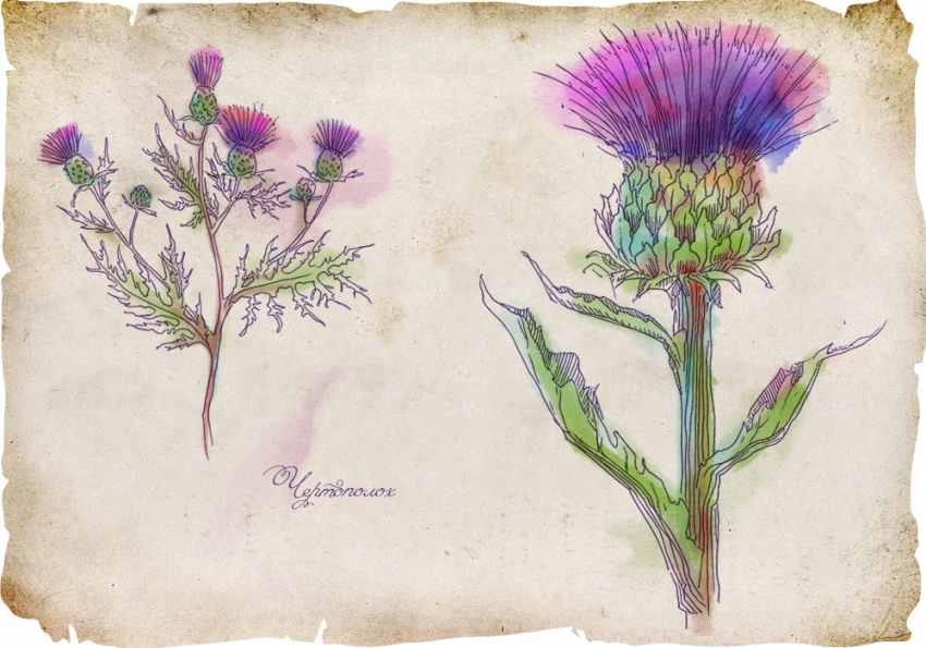 История магических трав славян с древнейших времен