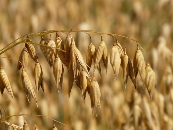 Назван продукт, лучше других снижающий уровень «плохого» холестерина