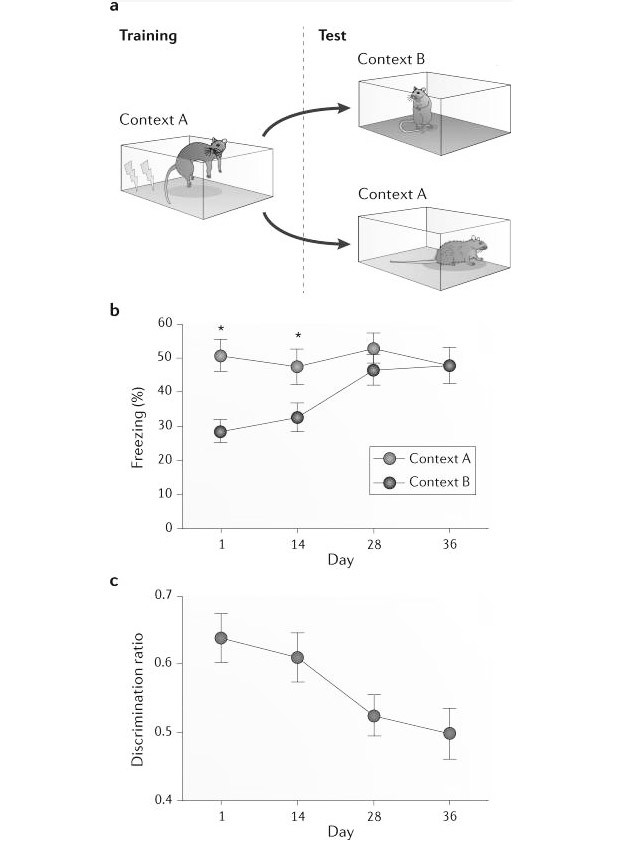 Память - не видеоплёнка. Ложные воспоминания и как они образуются
