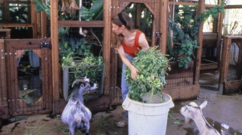 «Биосфера-2»: Провал эксперимента по созданию замкнутой экосистемы