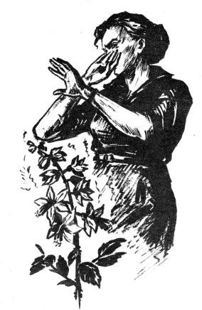 Фитонцидные свойства растений как невидимое оружие Фитонцидные свойства растений как невидимое оружие