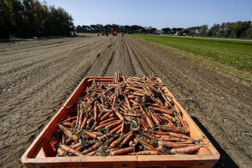 Почему российские прилавки забиты импортными овощами? Почему российские прилавки забиты импортными овощами?