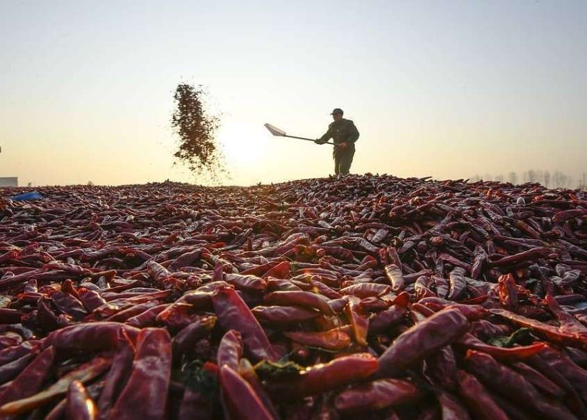 Почему российские прилавки забиты импортными овощами? Почему российские прилавки забиты импортными овощами?