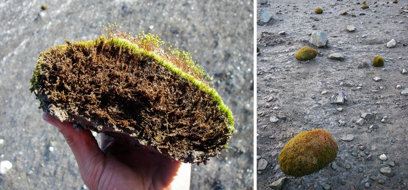 Технология передвижения "зелёных ледниковых мышей" Технология передвижения "зелёных ледниковых мышей"