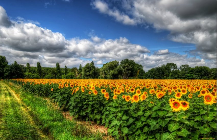 Пальмовое масло производят из нефти