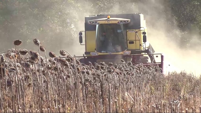 Пальмовое масло производят из нефти