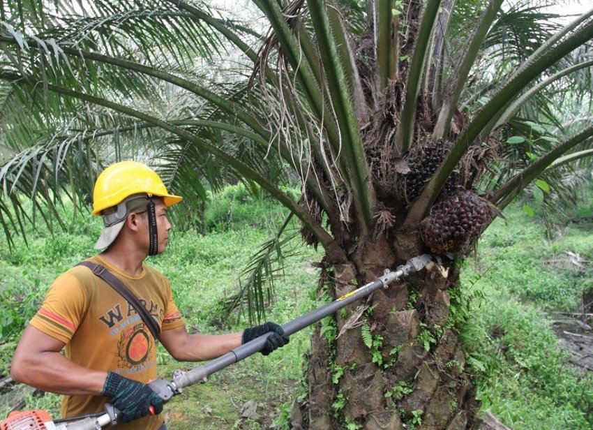 Пальмовое масло производят из нефти