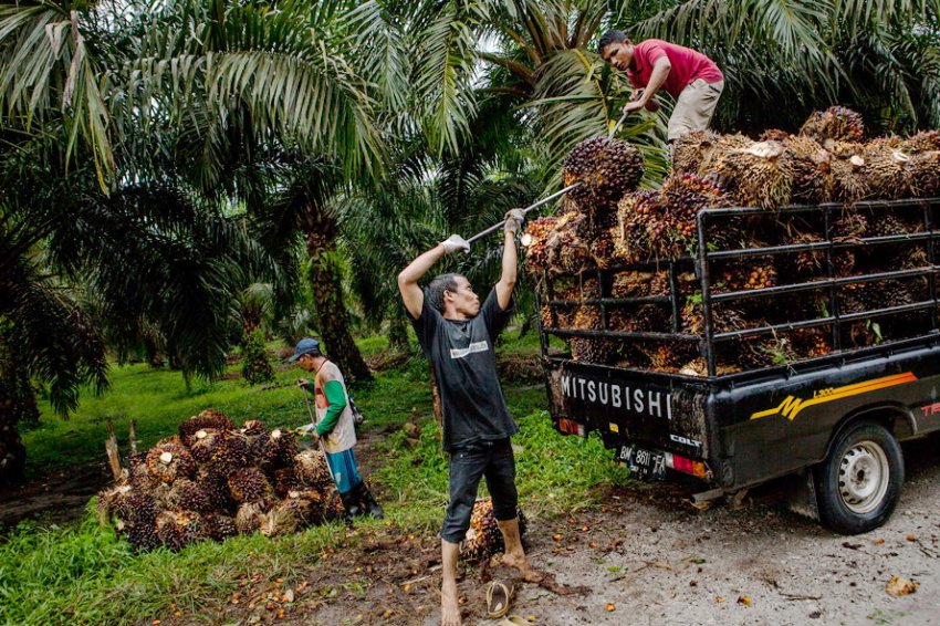 Пальмовое масло производят из нефти