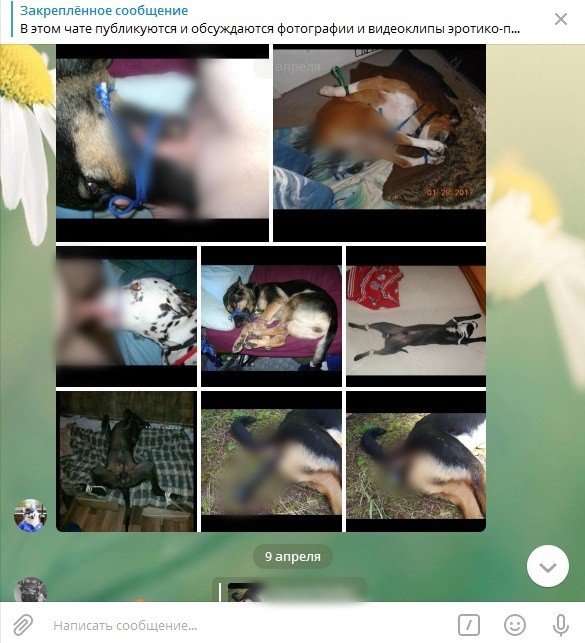 Деструктивная субкультура фурри - сетевые зоофилы заражают детей