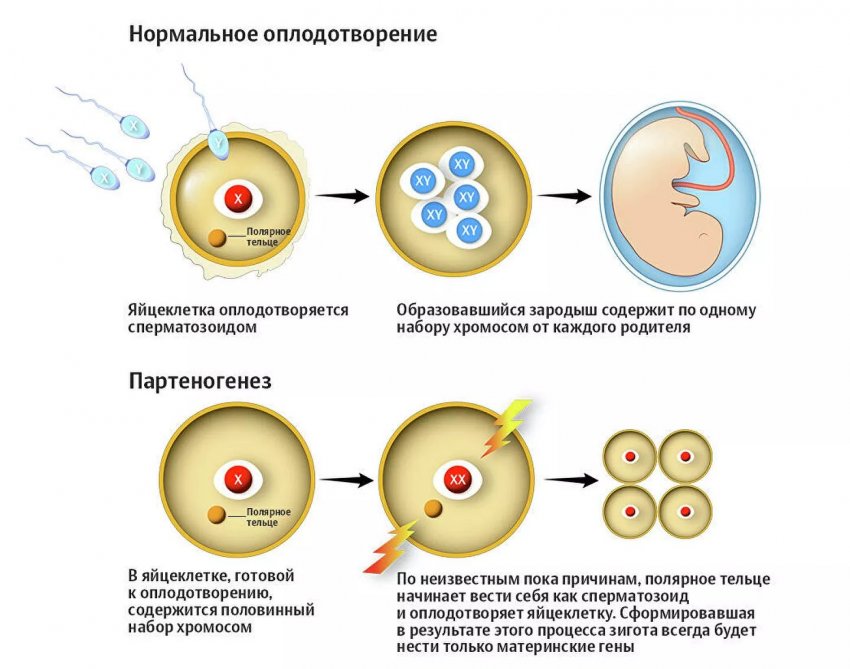 Примеры непорочного зачатия у животных