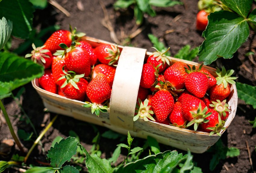 Лукошко, туесок, кузовок: старинные корзинки в современном мире!