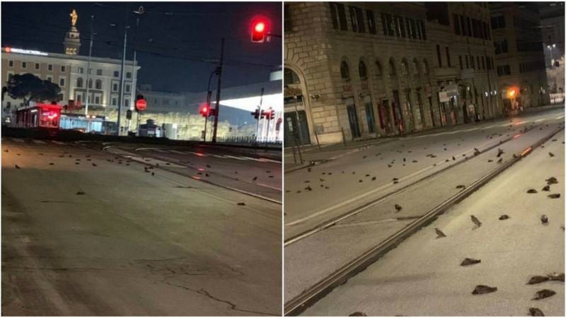 Дождь из мертвых птиц испортил настроение жителям Рима в новогоднюю ночь Дождь из мертвых птиц испортил настроение жителям Рима в новогоднюю ночь