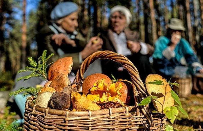 К кому относятся ограничения и штрафы по сбору ягод и грибов в лесу в 2021 году
