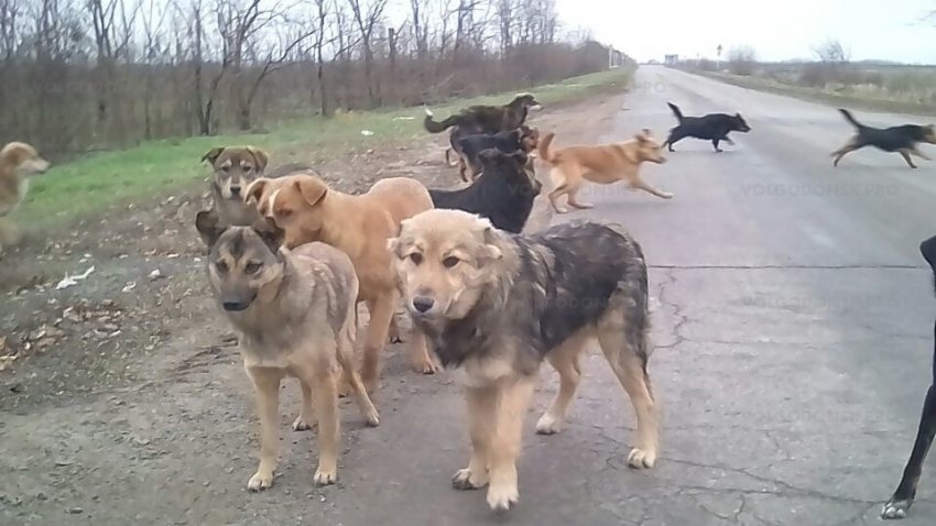 Существует ли реальная проблема опасности бродячих собак?