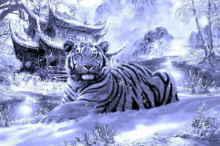Модные цвета для встречи Нового года: в чём встречать год Тигра по знакам зодиака