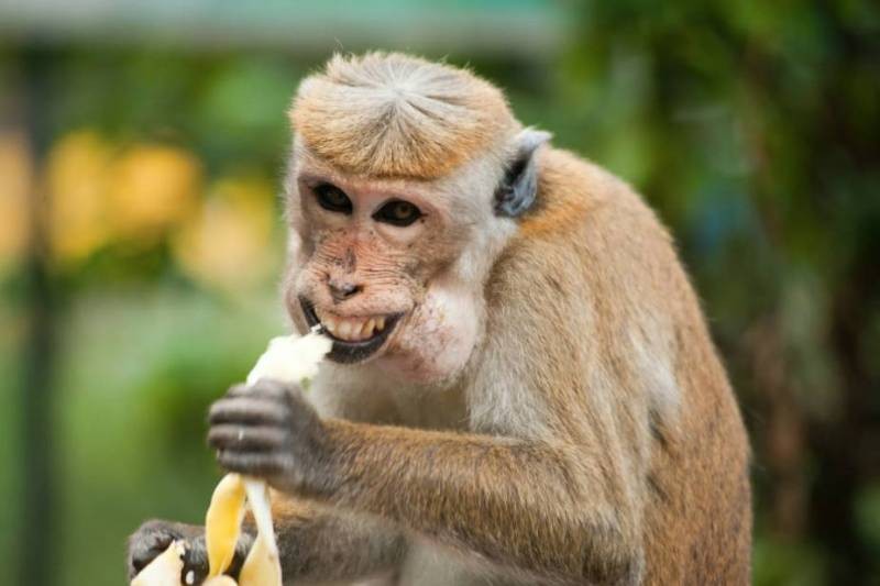 Врачи назвали новые симптомы оспы обезьян, которая разгулялась в Европе