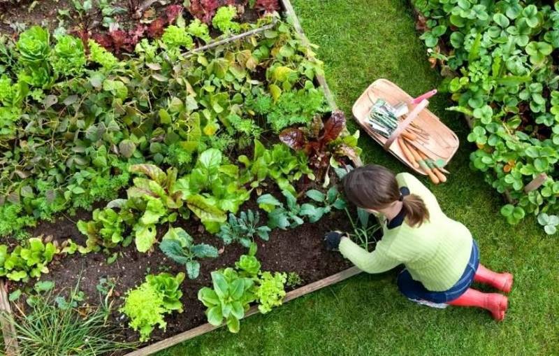 Августовские заморозки на даче: как спасти кабачки, огурцы и цветы в огороде