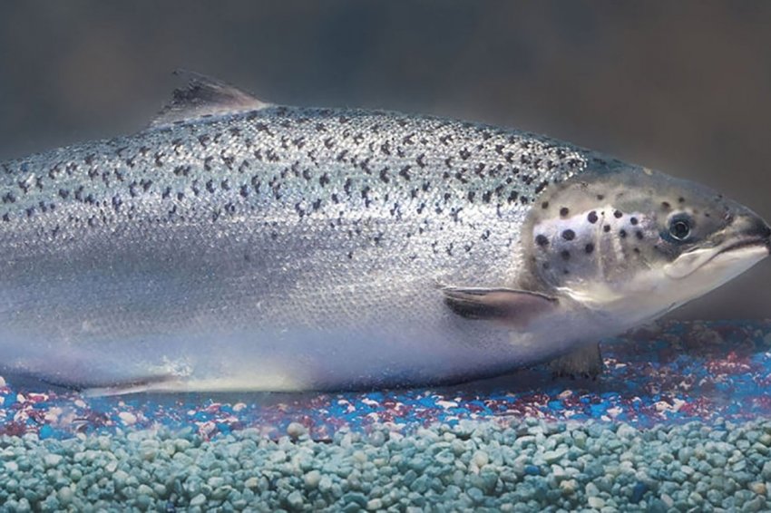 Рыбопромышленники сочли вылов лосося в 2024 году худшим за последние 20 лет